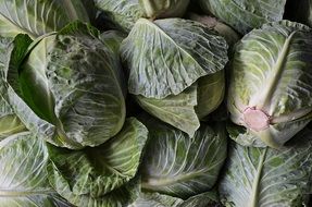 cabbage as a natural food
