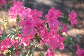 Pink wildflowers natural blossom