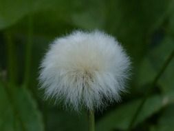 alpine cottongrass