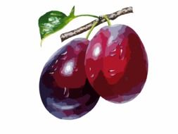 two purple ripe plums, illustration