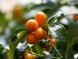 golden yellow kumquats close-up on blurred background