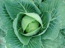 green cabbage plant