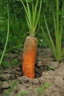 carrots in the ground