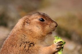 prairie dog with a green plant in its paws