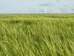 green grain field under blue sky