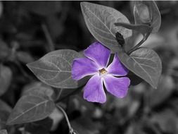 purple flower on black and white bush