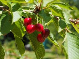 red sweet cherries on the tree