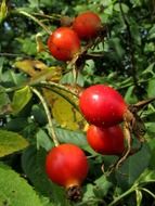 bright red rosehip berries