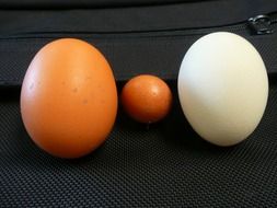 chicken eggs of different size and colours