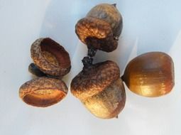 acorns as a fruits