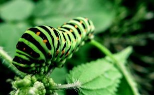 big green with black caterpillar on plant