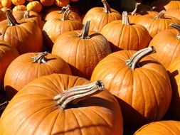 perfect harvest of pumpkins