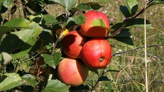red apples on a branch