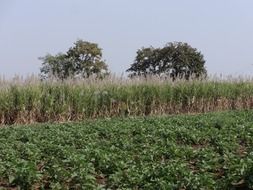 sugarcane field behind brinjal plantation