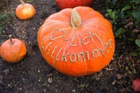 autumn pumpkin