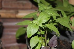 green basil plants