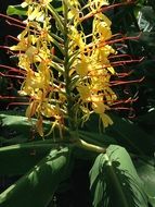 ginger floral