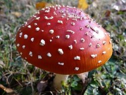 Amanita is a poisonous mushroom