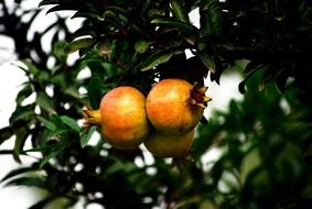 sweet pomegranate on a branch