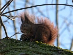 squirrel with a nut on a tree trunk