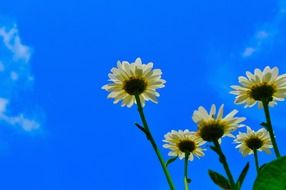 daisies white bloom sky view