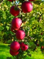 apple tree vitamins fruit