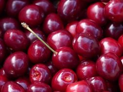 red sweet ripe cherries