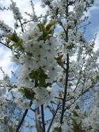 flowering spring apple tree