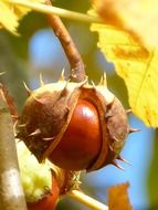 chestnut hatches