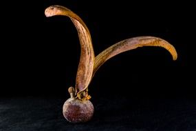 teak seed as a ball