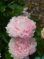 blossom Pink flowers