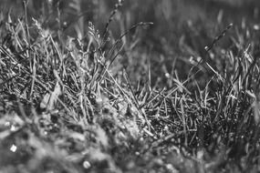 black and white photo of grass in pasture