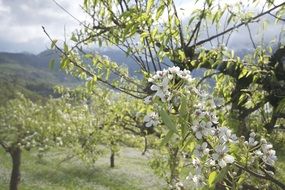 Apple tree blossomes in spring