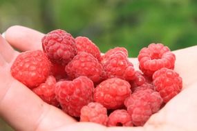 fresh raspberries in hand