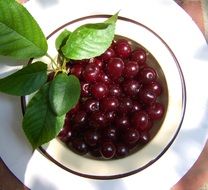 mature cherry