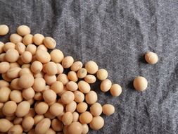 soybeans on gray fabric close up