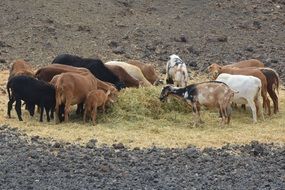 goats animals herd outdoors