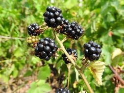 dainty raspberries