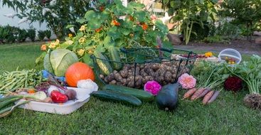 autumn harvest in the garden