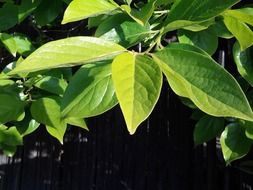 green foliage of plants in spring