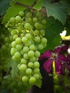 green table grapes close-up on the vine