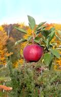 red apple on tree in orchard