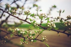 apple tree with the beautiful buds