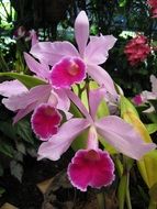 bloom orchid