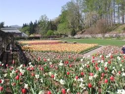 gardens of tulips in Holland