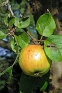 green apple hanging on branch close