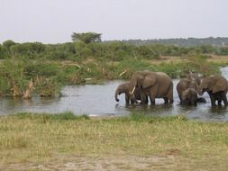 elephants on a watering place, uganda