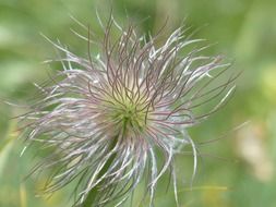 alpine pasqueflower seeds