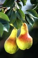 two ripe bright pears on a branch