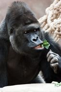 Powerful black gorilla in the zoo